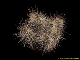 Echinocereus toroweapeanus v. canyonensis 1551